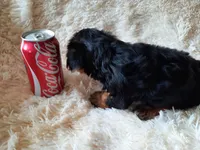 REMEO , a male Yorkshire Terrier for sale in Locust Grove, GA – 8 of 10