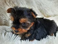 ANGLE , a female Yorkshire Terrier for sale in Locust Grove, GA – 8 of 8