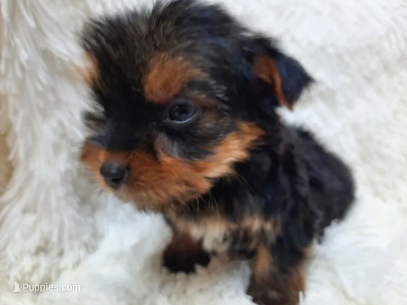TEDDY BEAR  – Yorkshire Terrier puppy for sale in Locust Grove, GA