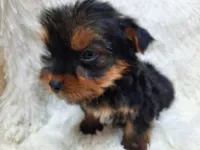 TEDDY BEAR , a male Yorkshire Terrier for sale in Locust Grove, GA – 1 of 7