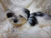 CANDY CANE, a female Shih Tzu for sale in Locust Grove, GA – 2 of 10