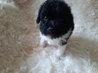 TEDDY BEAR , a male Poodle - Toy  for sale in Locust Grove, GA – 2 of 8