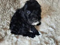 COCO, a male Poodle - Toy  for sale in Locust Grove, GA – 6 of 10
