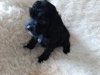 PRINCESS , a female Poodle - Toy  for sale in Locust Grove, GA – 7 of 10