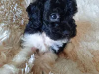 TEDDY BEAR , a male Poodle - Toy  for sale in Locust Grove, GA – 6 of 8