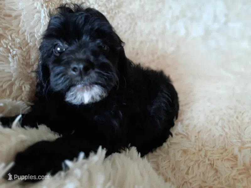 COCO – Poodle - Toy  puppy for sale in Locust Grove, GA
