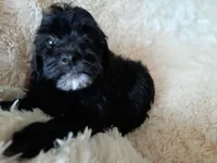 COCO, a male Poodle - Toy  for sale in Locust Grove, GA – 1 of 10