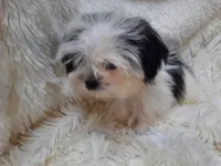 CANDY CANE, a female Shih Tzu for sale in Locust Grove, GA – 8 of 10