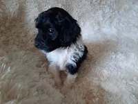 TIGER, a male Poodle - Toy  for sale in Locust Grove, GA – 8 of 10
