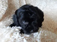 CHOCOLATE , a male Poodle - Toy  for sale in Locust Grove, GA – 3 of 8