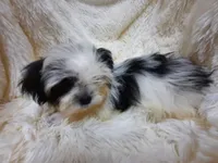 CANDY CANE, a female Shih Tzu for sale in Locust Grove, GA – 5 of 10