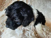 TIGER, a male Poodle - Toy  for sale in Locust Grove, GA – 3 of 10