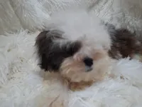 CANDY, a female Shih Tzu for sale in Locust Grove, GA – 8 of 10
