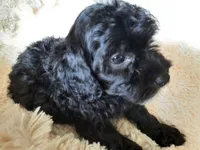 CHOCOLATE , a male Poodle - Toy  for sale in Locust Grove, GA – 5 of 8