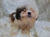 CANDY, a female Shih Tzu for sale in Locust Grove, GA – 10 of 10