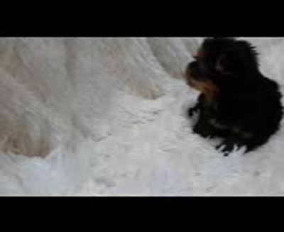 ANGLE , a female Yorkshire Terrier for sale in Locust Grove, GA – 6 of 8
