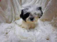 CANDY CANE, a female Shih Tzu for sale in Locust Grove, GA – 5 of 9