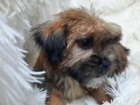 LADY, a female Yorkshire Terrier for sale in Locust Grove, GA – 6 of 10