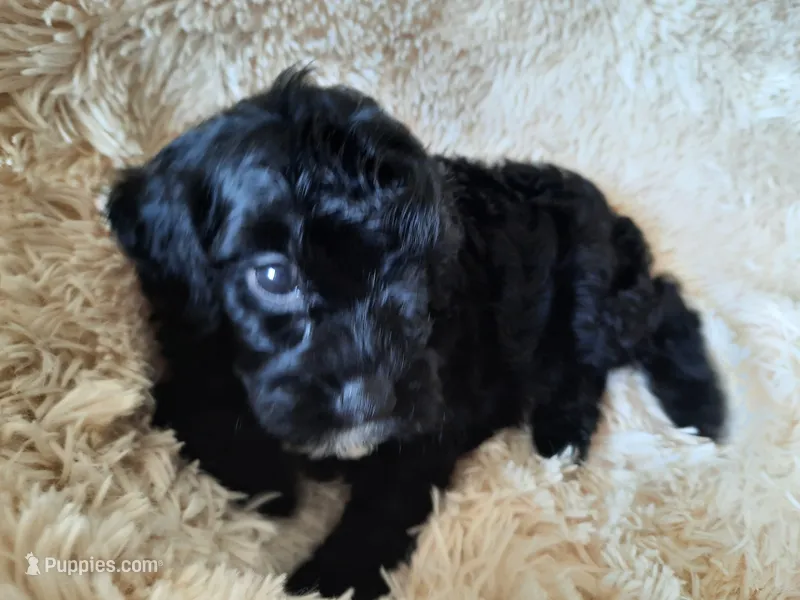 PRINCESS  – Poodle - Toy  puppy for sale in Locust Grove, GA