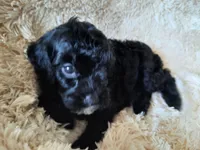 PRINCESS , a female Poodle - Toy  for sale in Locust Grove, GA – 1 of 10