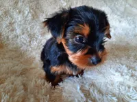 REMEO , a male Yorkshire Terrier for sale in Locust Grove, GA – 7 of 10