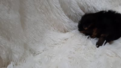 TEDDY BEAR , a male Yorkshire Terrier for sale in Locust Grove, GA – 6 of 7