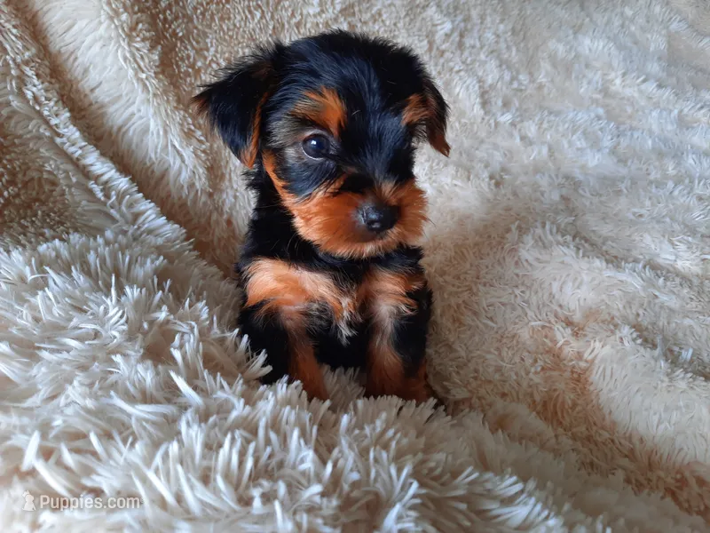 REMEO  – Yorkshire Terrier puppy for sale in Locust Grove, GA
