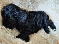 PRINCESS , a female Poodle - Toy  for sale in Locust Grove, GA – 9 of 10