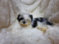 CANDY CANE, a female Shih Tzu for sale in Locust Grove, GA – 3 of 9