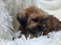 LADY, a female Yorkshire Terrier for sale in Locust Grove, GA – 9 of 10