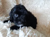 COCO, a male Poodle - Toy  for sale in Locust Grove, GA – 3 of 10