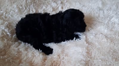 PRINCESS , a female Poodle - Toy  for sale in Locust Grove, GA – 5 of 10
