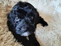 PRINCESS , a female Poodle - Toy  for sale in Locust Grove, GA – 4 of 10