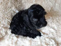 CHOCOLATE , a male Poodle - Toy  for sale in Locust Grove, GA – 4 of 8