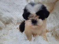 TUFFIE , a male Shih Tzu for sale in Locust Grove, GA – 5 of 10