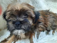 LADY, a female Yorkshire Terrier for sale in Locust Grove, GA – 7 of 10