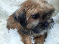 LADY, a female Yorkshire Terrier for sale in Locust Grove, GA – 3 of 10