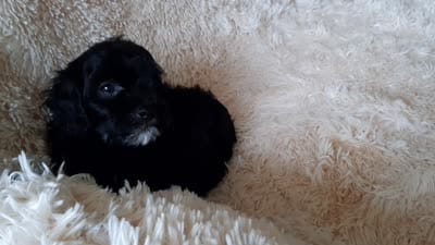 COCO, a male Poodle - Toy  for sale in Locust Grove, GA – 9 of 10