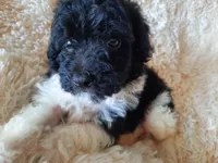 TEDDY BEAR , a male Poodle - Toy  for sale in Locust Grove, GA – 8 of 8