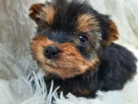ANGLE , a female Yorkshire Terrier for sale in Locust Grove, GA – 7 of 8