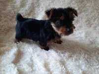 MOLLY, a female Yorkshire Terrier for sale in Locust Grove, GA – 2 of 10