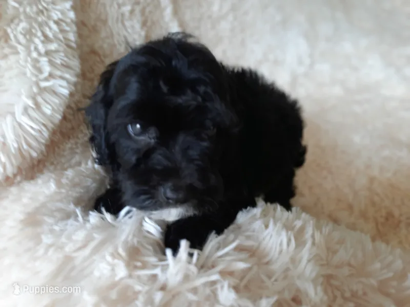 COCO – Poodle - Toy  puppy for sale in Locust Grove, GA