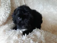 COCO, a male Poodle - Toy  for sale in Locust Grove, GA – 2 of 10