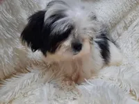 CANDY CANE, a female Shih Tzu for sale in Locust Grove, GA – 6 of 10