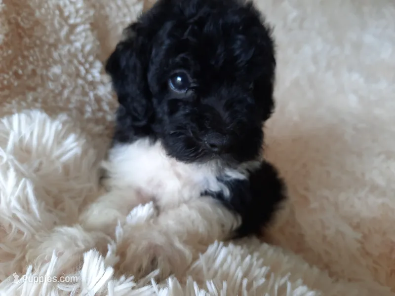 TEDDY BEAR  – Poodle - Toy  puppy for sale in Locust Grove, GA