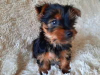 MOLLY, a female Yorkshire Terrier for sale in Locust Grove, GA – 8 of 10