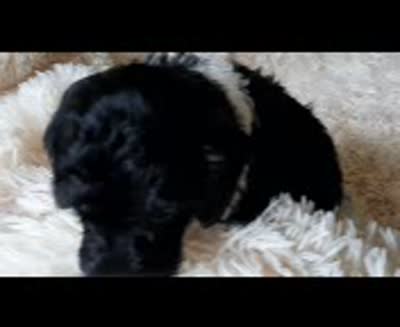 PRINCE, a male Poodle - Toy  for sale in Locust Grove, GA – 9 of 10