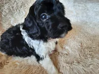 PRINCE, a male Poodle - Toy  for sale in Locust Grove, GA – 6 of 10