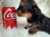 TEDDY BEAR , a male Yorkshire Terrier for sale in Locust Grove, GA – 2 of 7