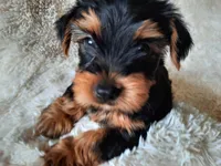 REMEO , a male Yorkshire Terrier for sale in Locust Grove, GA – 6 of 10
